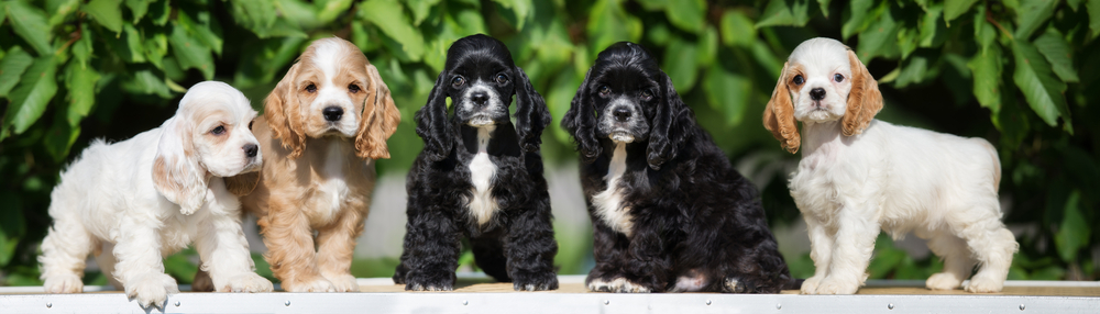 A row of beautiful Cocker Spaniel dogs show how Cocker Spaniels are one of the best dog breeds for families. 