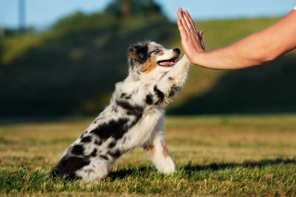 An Australian Shepherd puppy gives its trainer a high five after a fun puppy training session outside at PuppyBuddy where puppies for sale in Boca Raton FL are great.
