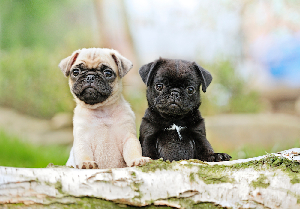 A black Pug puppy and a fawn Pug puppy peek over a fallen tree to show you their cute puppy faces.