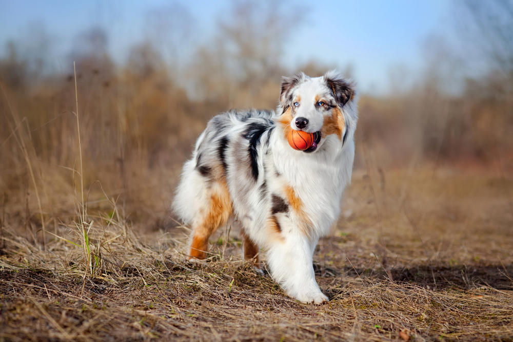 An energetic Australian Shepherd fetches an orange ball on a cool autumn day in Wyoming.
