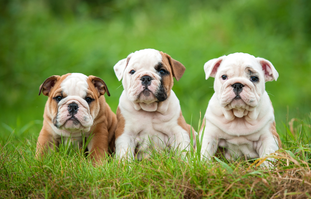 Three adorable Bulldog puppies sit in the grass. They have the classic "sour mug" Bulldog face that has become a symbol of championship and victory in American sports. 