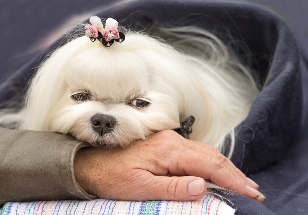 An adorable, soft, affectionate Shih Tzu with a pink bow in its hair snuggles and comforts an elderly person by resting its head on the older person's hand. 