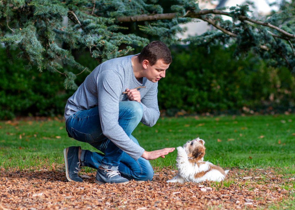 A man trains his Shih Tzu dog outside, teaching the purebred dog breed Shih Tzu to shake hands on command.