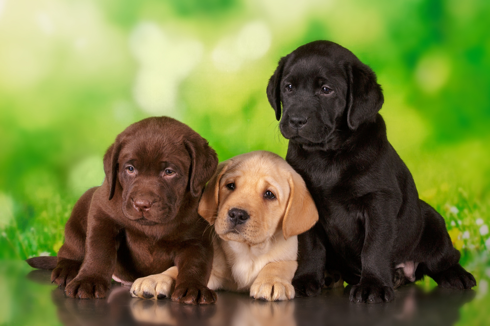 Three Labrodor Retriever puppies sit in the grass. A chocolate Lab, a yellow Lab, and a black Lab, this purebred dog breed is one of the best family dogs.