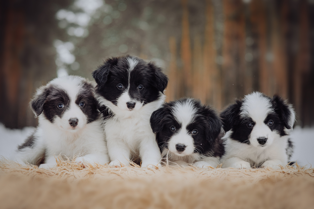 Border Collie puppies for sale in Florida are featured here as a row of four Border Collie puppies show the classic white and black markings of this high energy dog for families. 