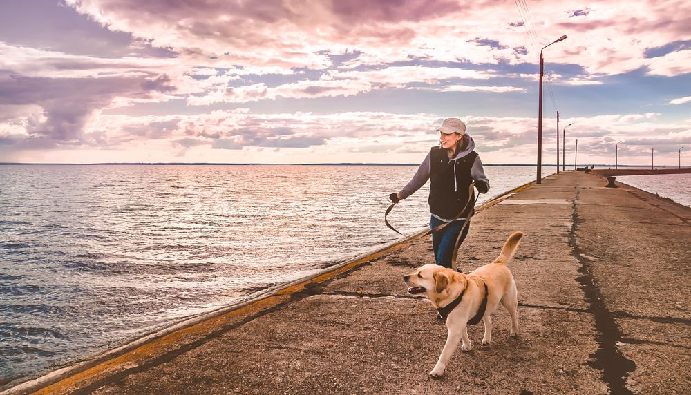 A fit woman jogs along a seaside pier with her yellow Labrador Retriever in autumn time because exercising with high energy dogs is great for your health.