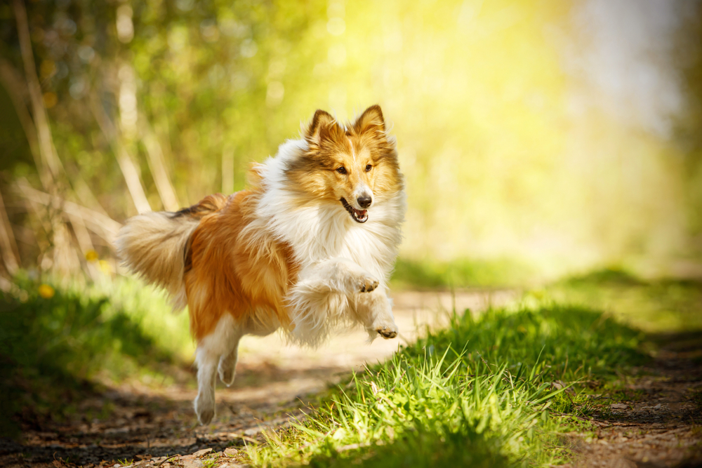 A gorgeous Shetland Sheepdog leaps and runs through a meadow, using its high energy to express its love of life.