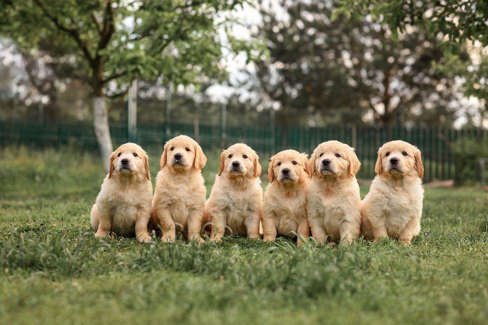 A row of fluffy, cuddly Golden Retriever puppies sit obediently outside in the grass, ready to meet their forever families.