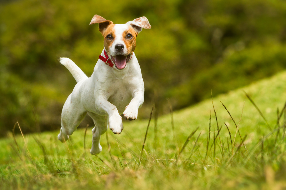 Full of energy, the Jack Russell Terrier dog breed featured here is bounding happily through a sunny field, as one of the best energetic dog breeds for families. 