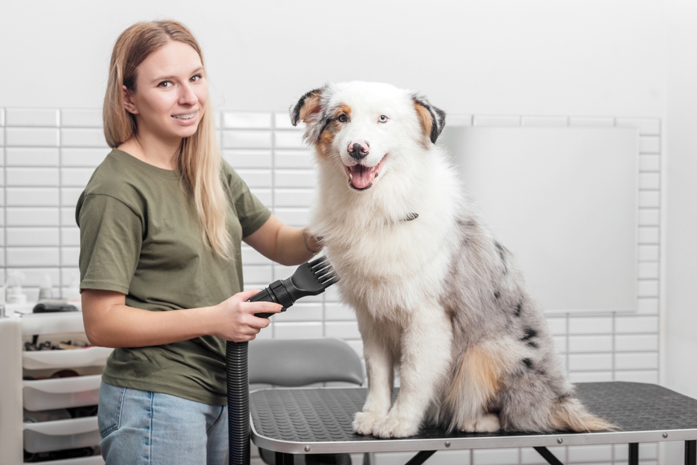 An obedient Australian Shepherd sits still while being professionally groomed by a woman.