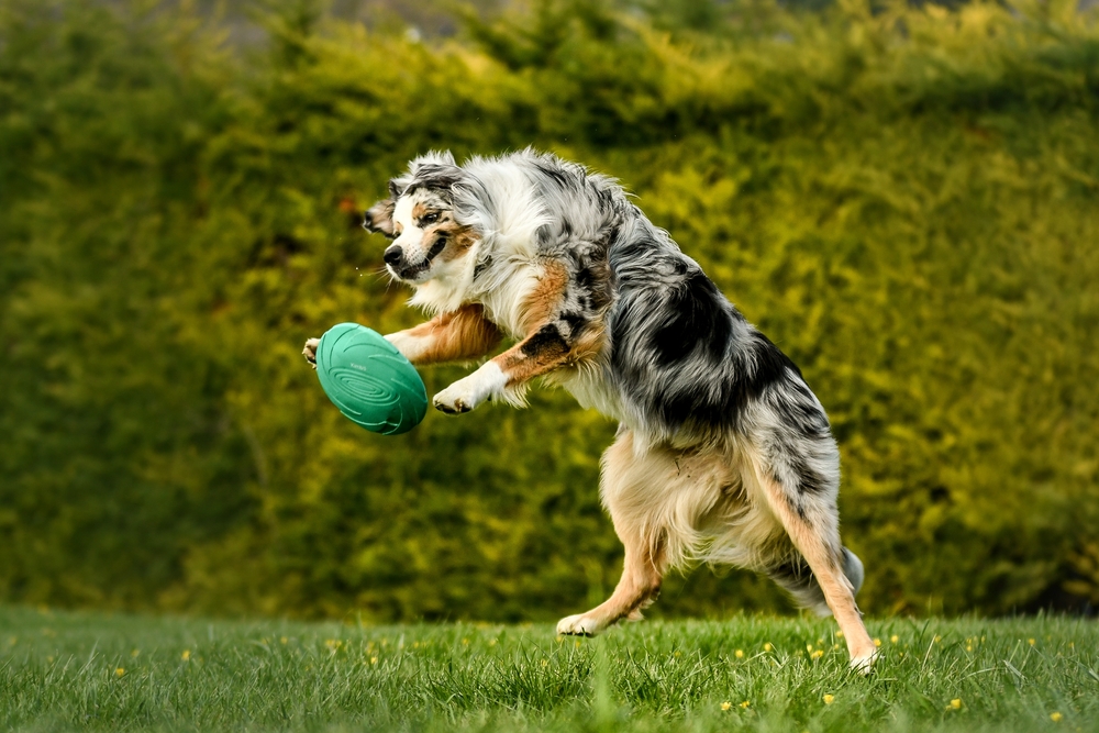 An Australian Shepherd leaps in the air to catch a green Frisbee and show that energetic dog breeds are amazing.