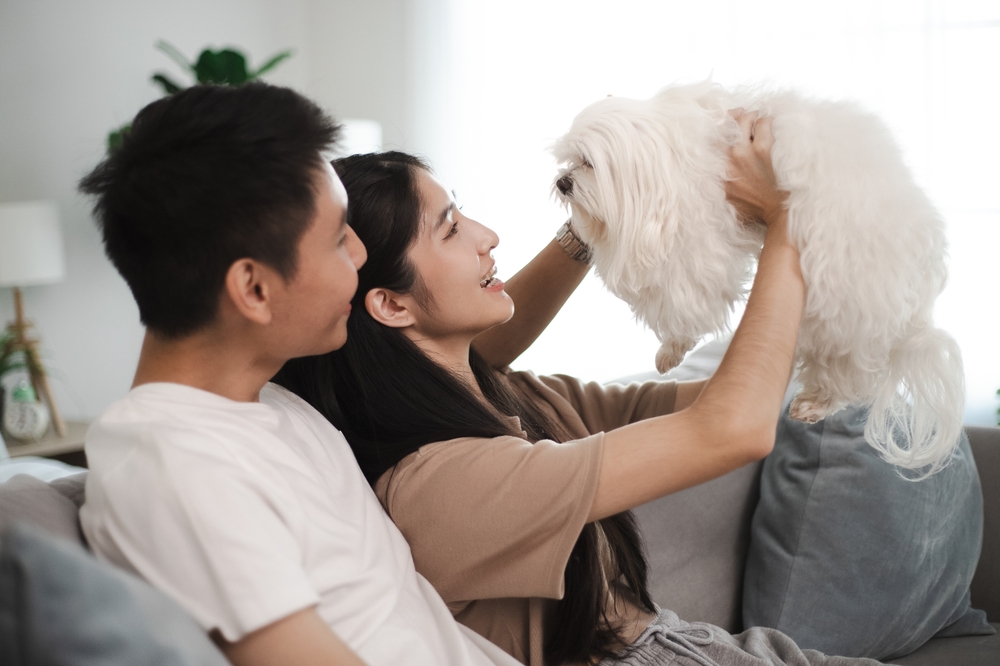 A happy Asian couple hold a white Shih Tzu dog while relaxing on their living room couch on a sunny day.