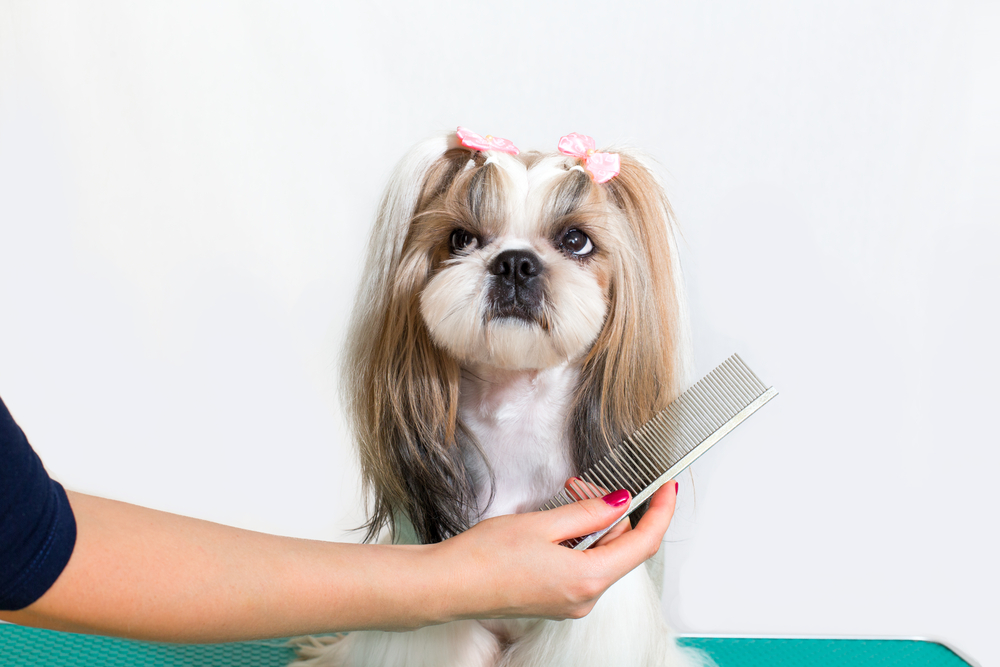 A pretty Shih Tzu dog with pink bows in its hair is combed at the professional dog groomers.