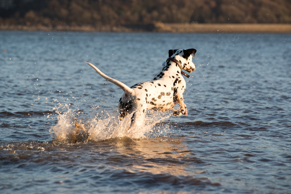 A fully grown Dalmatian leaps through a lake to show this dog breeds high energy and joy of life.