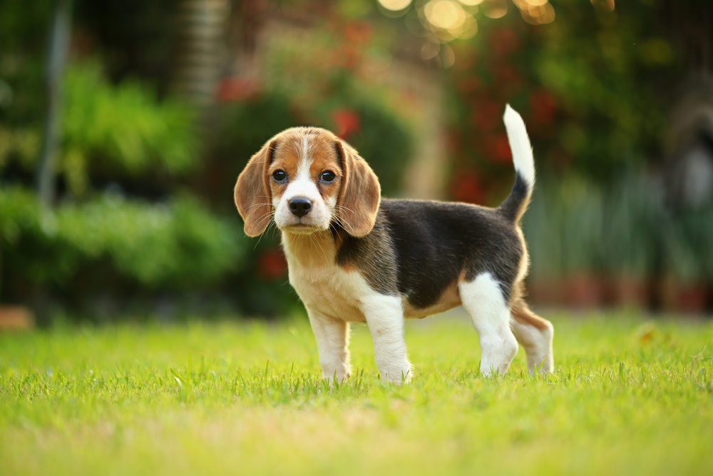 Precocious, feisty, and full of love, a Beagle stands alert in the grass outside ready for it's owner's next command. 