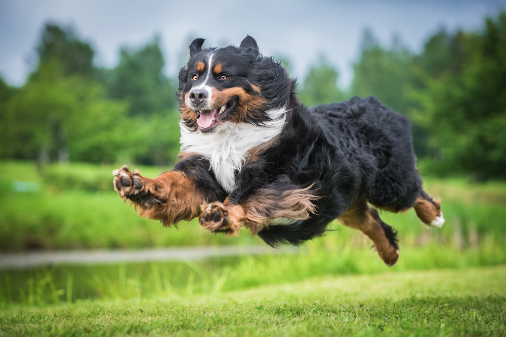 A large, fluffy Bernese Mountain Dog leaps through a sunny field, demonstrating its high energy and proving it's one of the best energetic dogs for families.