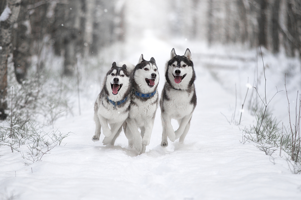 Three beautiful Siberian Huskies run through a snowy forest to show their boundless energy as one of the best energetic dog breeds for families. 