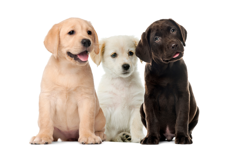 Three cute Labrador Retriever puppies, a yellow Lab, a blonde Lab, and a chocolate Lab, sit in a row.