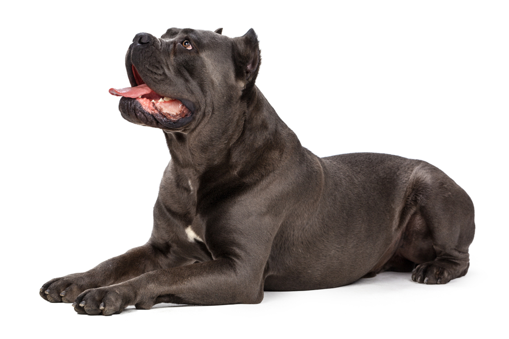 The huge and intimidating Cane Corso purebred dog breed is the most popular dog breed in Slovakia. 