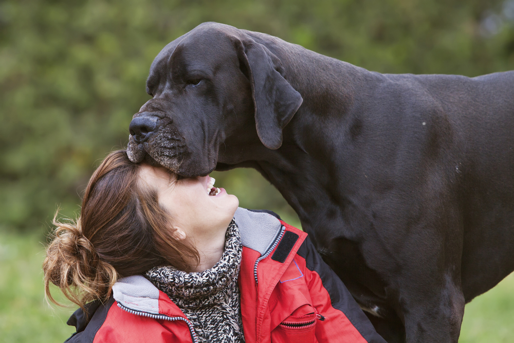 A woman laughs as her black Great Dane stands over her and rests his huge head on her face, showing that Great Danes are the tallest dog breed. 
