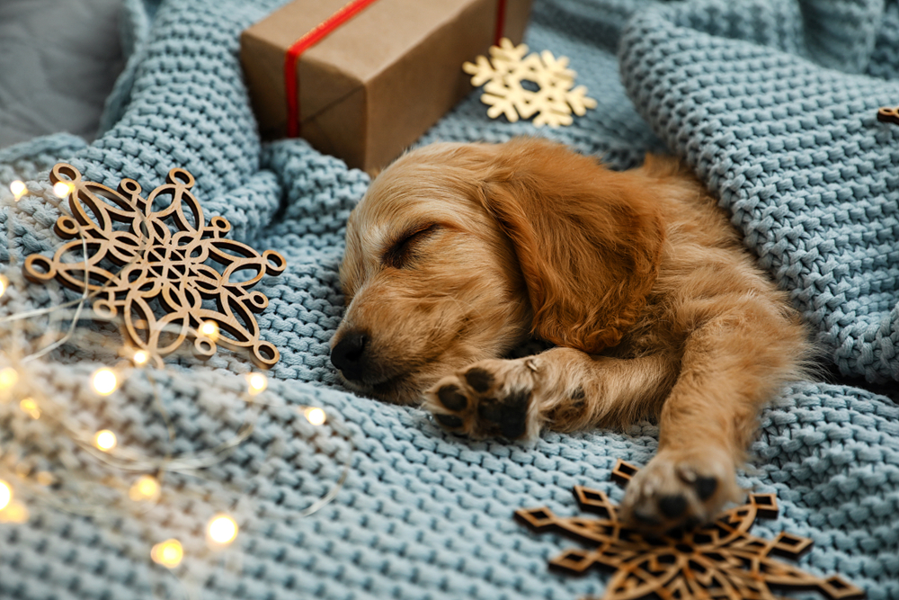 A Golden Retriever puppy sleeps on a blue knit blanket this Thanksgiving.