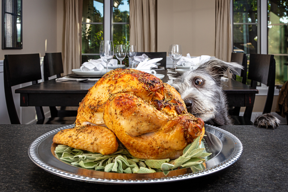 A Miniature Schnauzer tries to sneak a bite of the Thanksgiving turkey while his family isn't watching.