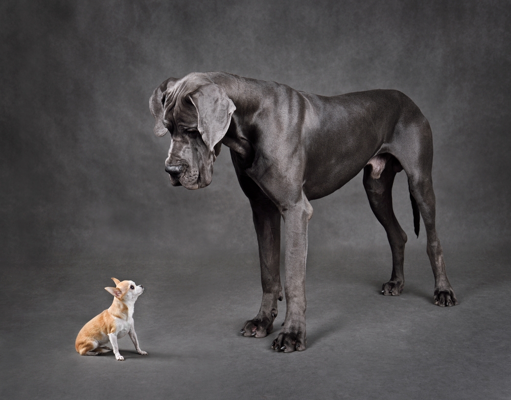 An enormous Great Dane stands over a tiny Chihuahua to show the difference in sizes between these two purebred dog breeds.