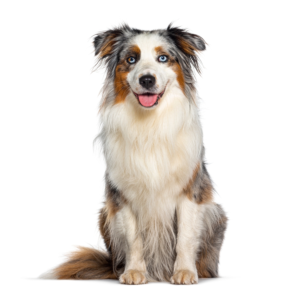 A beautiful Australian Shepherd dog with blue eyes and a happy disposition sits on a white background. 