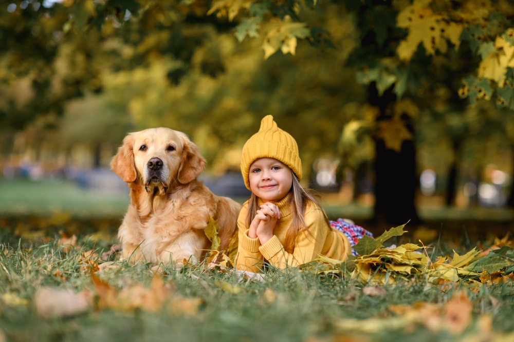 A cute girl wearing a yellow hat and sweater lies in autumn leaves next to her beautiful purebred Golden Retriever from PuppyBuddy in Boca Raton, Florida. 