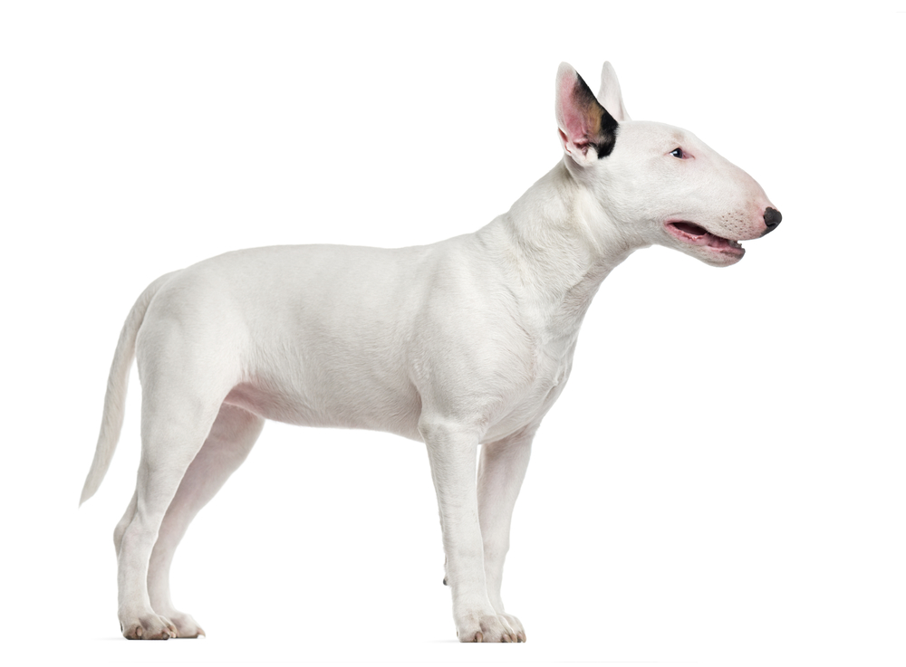 A white Bull Terrier stands, showing this purebred dog breed's profile, against a white background. 