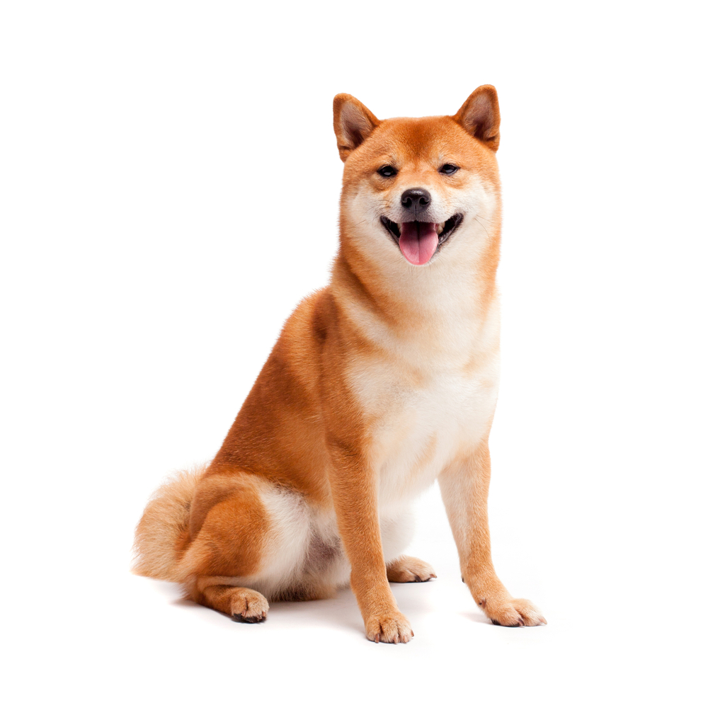An orange Shiba Inu with intense eyes sits on its hind legs, as the most popular dog breed in Japan.