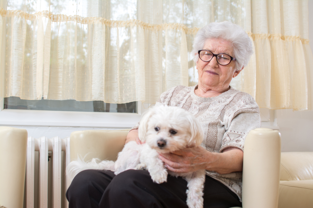 Gentle and mellow, a white Havanese sits on his owner's lap while relaxing inside, as this toy sized dog breed is great for senior citizens and other residents of Florida that don't get outside too much.