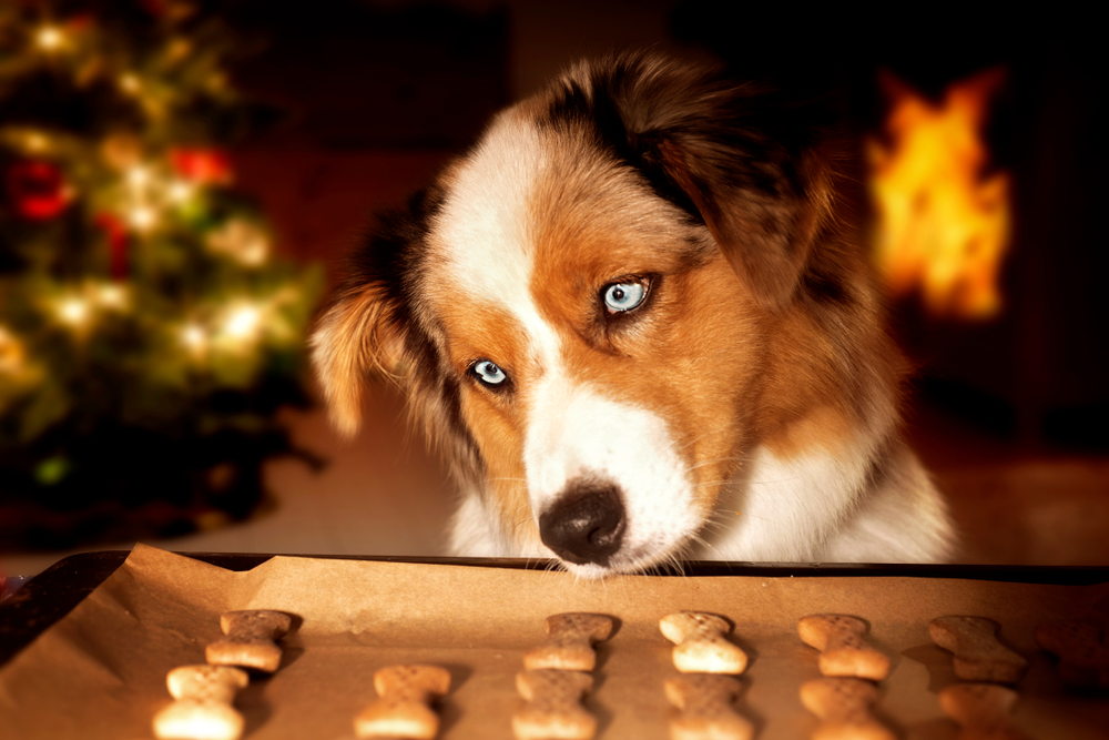 A curious Australian Shepherd puppy sniffs newly baked Christmas dog treats with a glowing fire in the background. 
