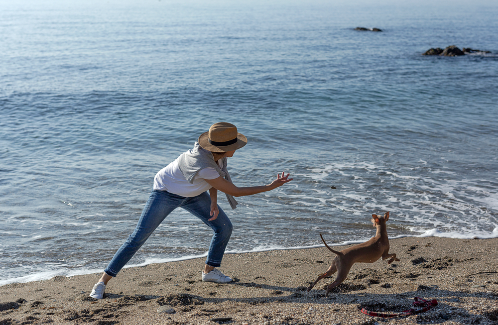 A middle aged woman has fun playing fetch with her brown Italian Greyhound on a beach in front of the ocean waves. 