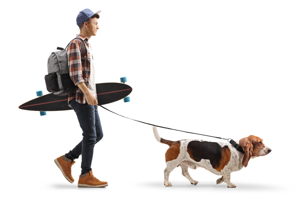 A responsible teenage kid holding a skateboard and wearing a backpack walks his Basset Hound dog since it's one of the best dog breeds for responsible kids.