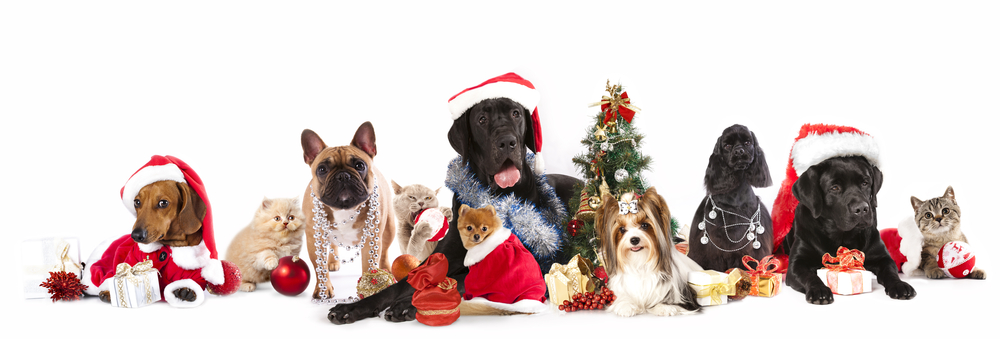 A line of purebred puppies and dogs wearing Christmas costumes sit on a white background as inspiration for the holiday season with your new puppy.