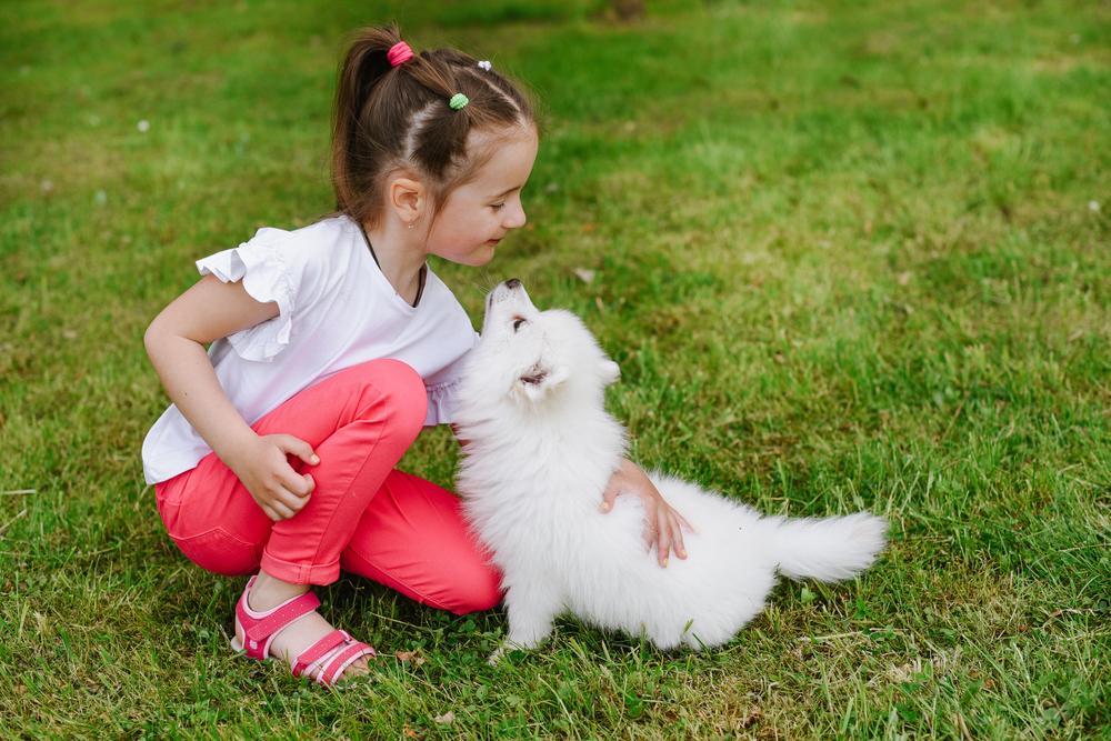 A cute little girl smiles at her all-white Pomsky while they play in the grass on a sunny day.