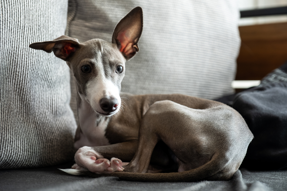 A dainty, relaxed Italian Greyhound sits curled up on a couch inside.