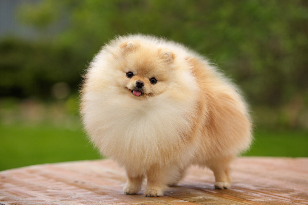 A cute Pomeranian stands on a table outside and looks like a puff ball, as this adorable toy breed is perfect for hot weather climates like Florida. 
