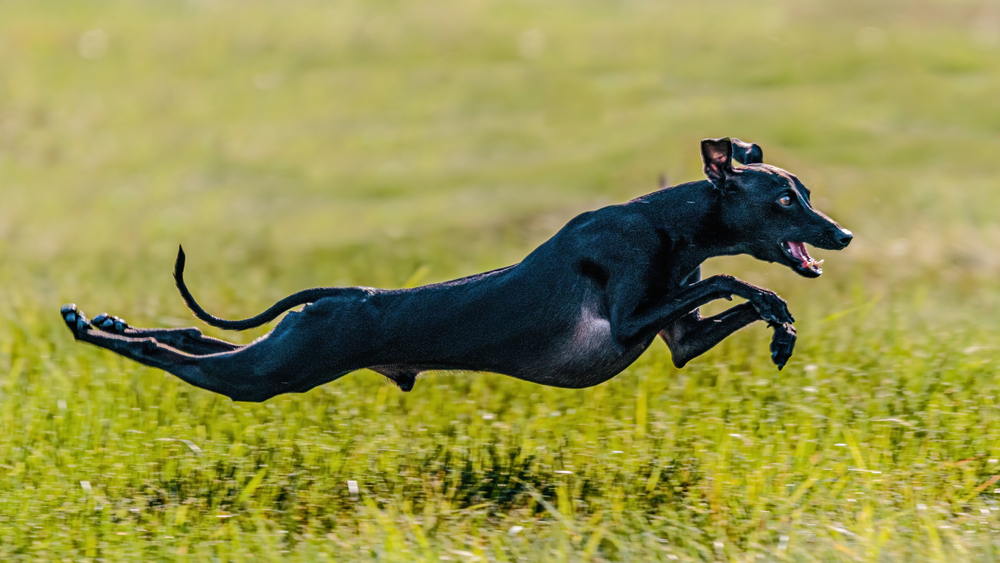 A beautiful, black Italian Greyhound leaps through a green field to show this purebred's athletic, energetic nature.