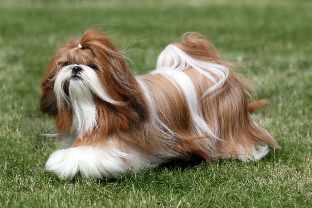 A beautiful, long-haired Shih Tzu goes for a prance outside in the grass on a sunny day to show that this toy breed is small but energetic. 