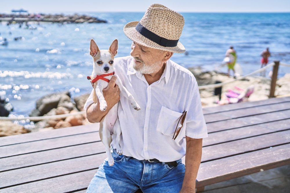 A tiny Chihuahua enjoys the seaside views of Boca Raton, FL, while he sits in his owner's arms on a sunny day.