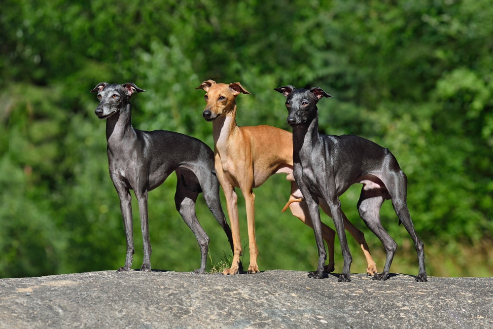Three beautiful, sleek Italian Greyhounds stand on a rock outside with green trees in the background.