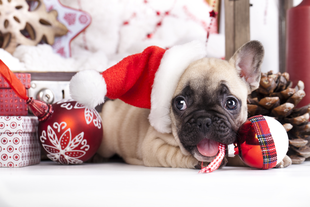 A cute Pug puppy gnaws on a Christmas ornament while wearing a Santa hat to show that the holiday season poses unique hazards to puppies and dogs. 