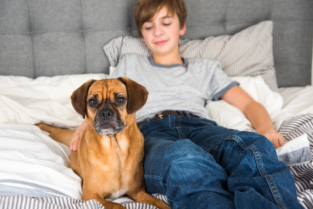 A 12 year old boy lounges in bed with his Puggle, as one of the best dog breeds for responsible kids is a Puggle!
