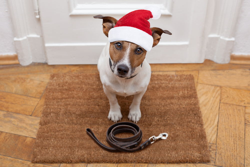 An adorable Jack Russell Terrier wearing a Santa hat sits patiently on a doormat with his leash at his feet, ready to go for his Christmas day walk around the neighborhood.