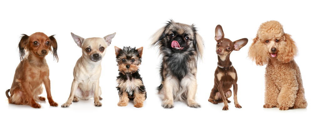 A cute line up of toy sized dogs sits on a white background, Chihuahuas, a Yorkie, a Pekingese, and a Toy Poodle. 